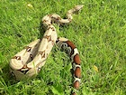 Buy a Guyana Red Tail boa