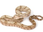 Buy a Hog Island boa