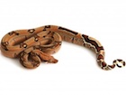 Buy a Jungle boa snake