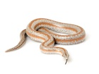 Buy a Rosy boa