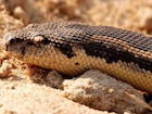 Buy a Rough Scaled sand boa - Eryx Gongylophis conicus