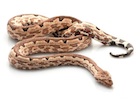 Buy a Solomon Island Ground boa - Candoia paulsoni