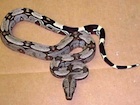 Buy a Surinam red tail boa snake