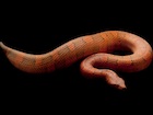 Buy a Viper boa