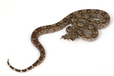 Central American boa snake for sale