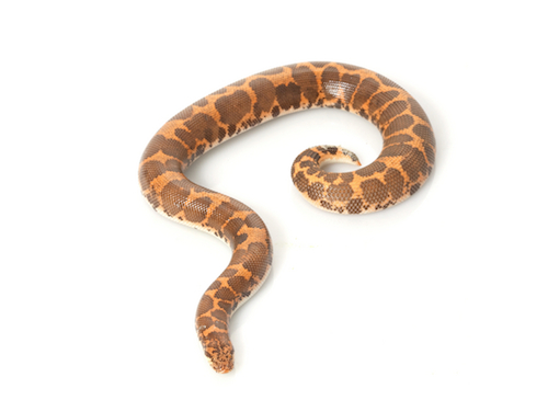 Egyptian sand boa for sale