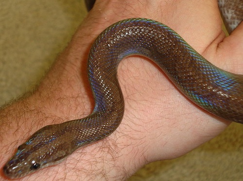 Guyana rainbow boa snake for sale