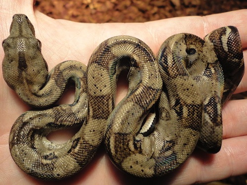 Guyana Red Tail boa for sale