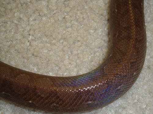 Rainbow boa snake