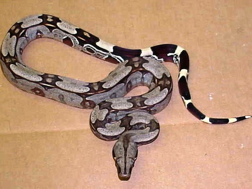 Surinam red tail boa snake for sale