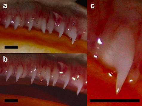 Pacman frog teeth