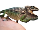 Buy a Verrucosus chameleon