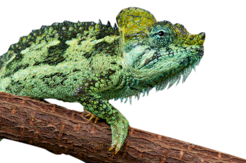 Helmeted chameleon for sale