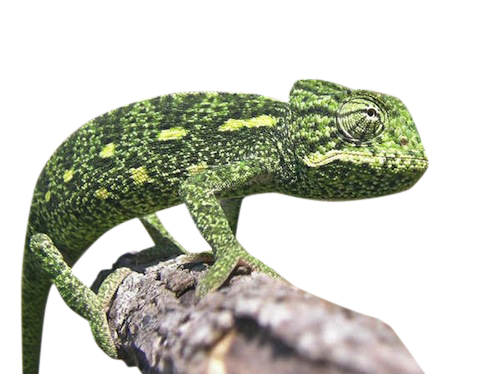 Sahel chameleon for sale - Chamaeleo africanus