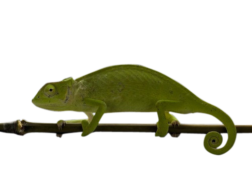 Senegal chameleon for sale