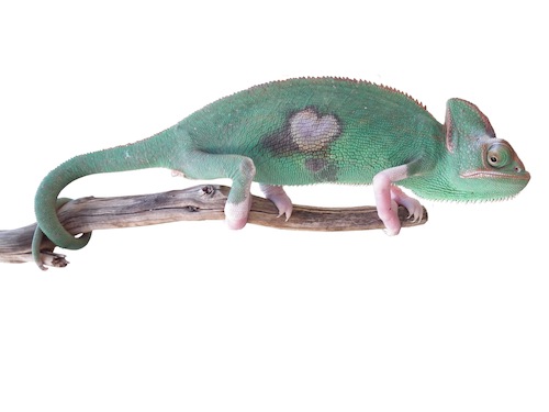 Translucent Veiled chameleon for sale