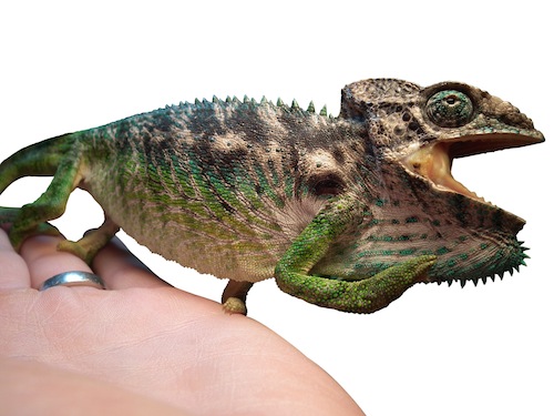 Verrucosus chameleon for sale