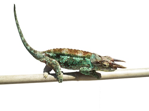 Werners chameleon for sale