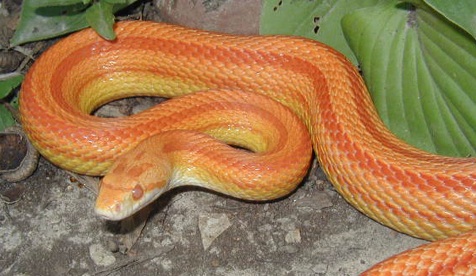 Albino Striped corn snake for sale
