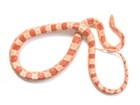 Buy an Albino Corn snake