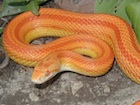 Buy an albino Striped Corn snake