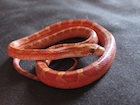 Buy a Blood Red corn snake