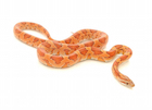 Buy a Corn snake