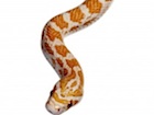 Buy a Crimson Red Corn snake