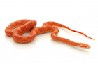 Buy a Fire corn snake