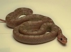 Buy a Lavender Bloodred Corn snake