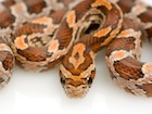 Buy an Ultra Corn snake