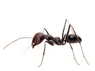 Buy live ants for sale