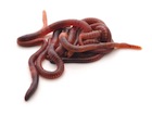 Buy Earthworms for sale