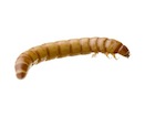 Buy Giant Mealworms for sale
