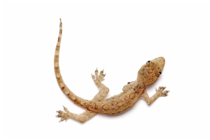 Feeder geckos for sale