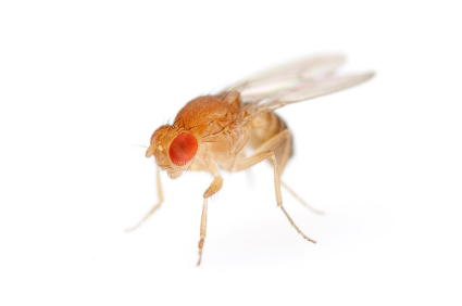 Fruit Flies for sale - Drosophila