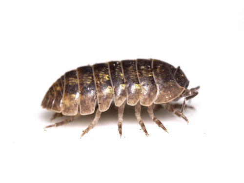 Live isopods for sale