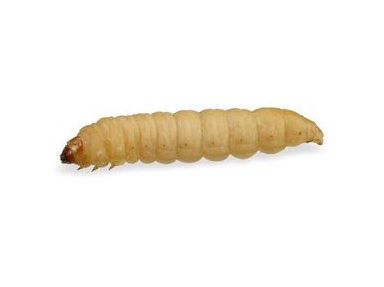 Live Waxworms FREE SHIPPING