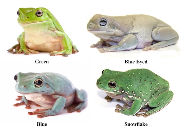Four-Pack of White's Tree frogs for sale - One of each morph: Green, Blue, Blue Eyed, and Snowflake