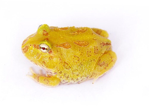 Albino Pacman frog for sale