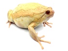 Buy Albino Chubby frog