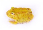 Buy Albino Pacman frog