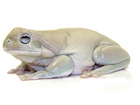 Buy a Blue eyed White's tree frog