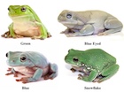Buy a four-pack of White's Tree frogs