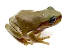 Buy a Honey Blue eyed White's tree frog