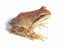 Buy a Sierra Tree frog