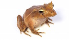 Buy a Solomon Island leaf frog