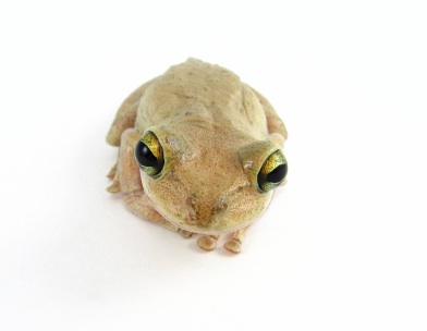 Cuban Tree frog for sale
