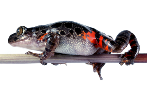 Fire Leg Running Frog for sale