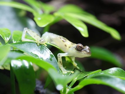 Glass Tree frog for sale - Centrolenidae